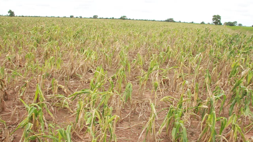 Dry spell in northern Ghana;460,784 hectares of farms affected, gov’t ...
